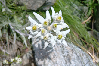 エーデルワイスの花弁