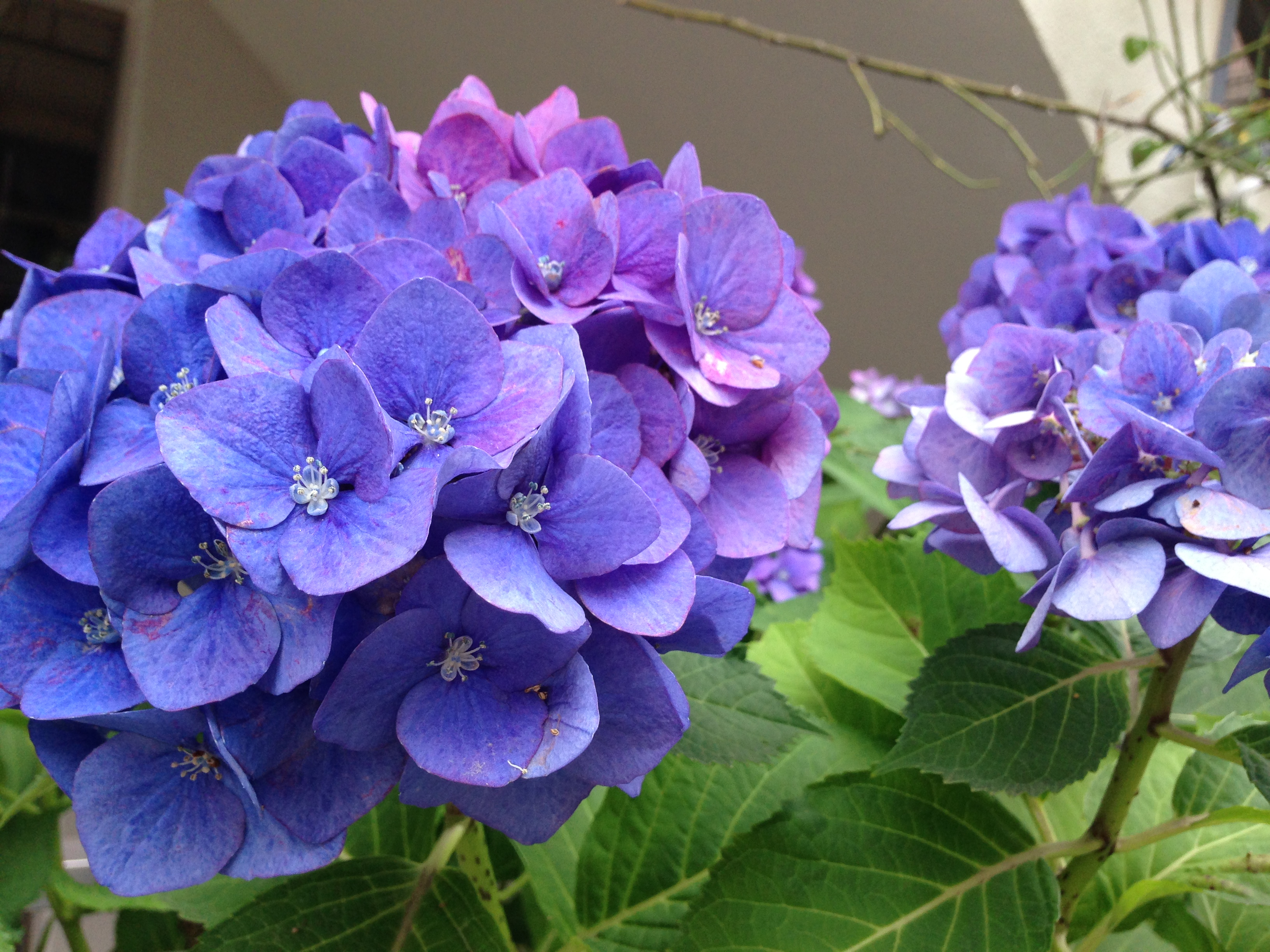 紫陽花.JPG
