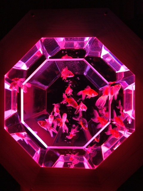 金魚.JPG