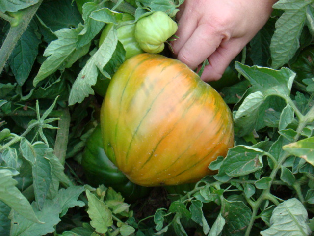 DSC00137.JPG