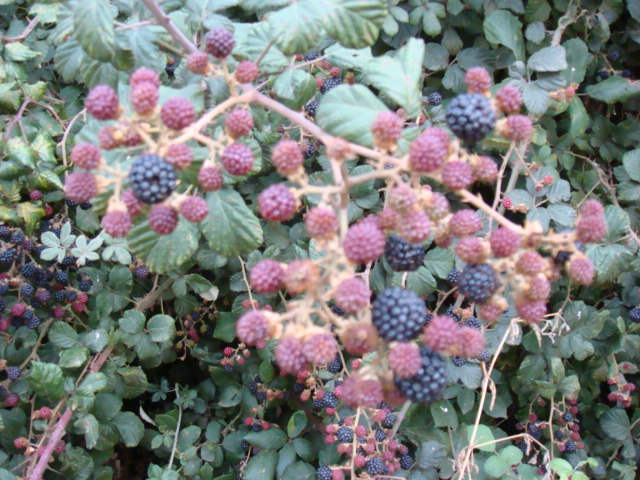 DSC00145.JPG