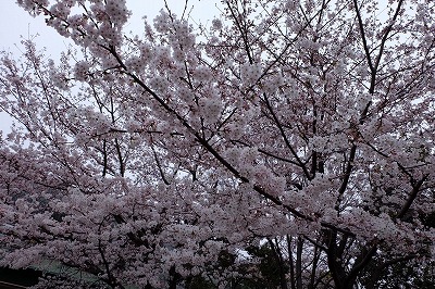 IMG_0594.jpg