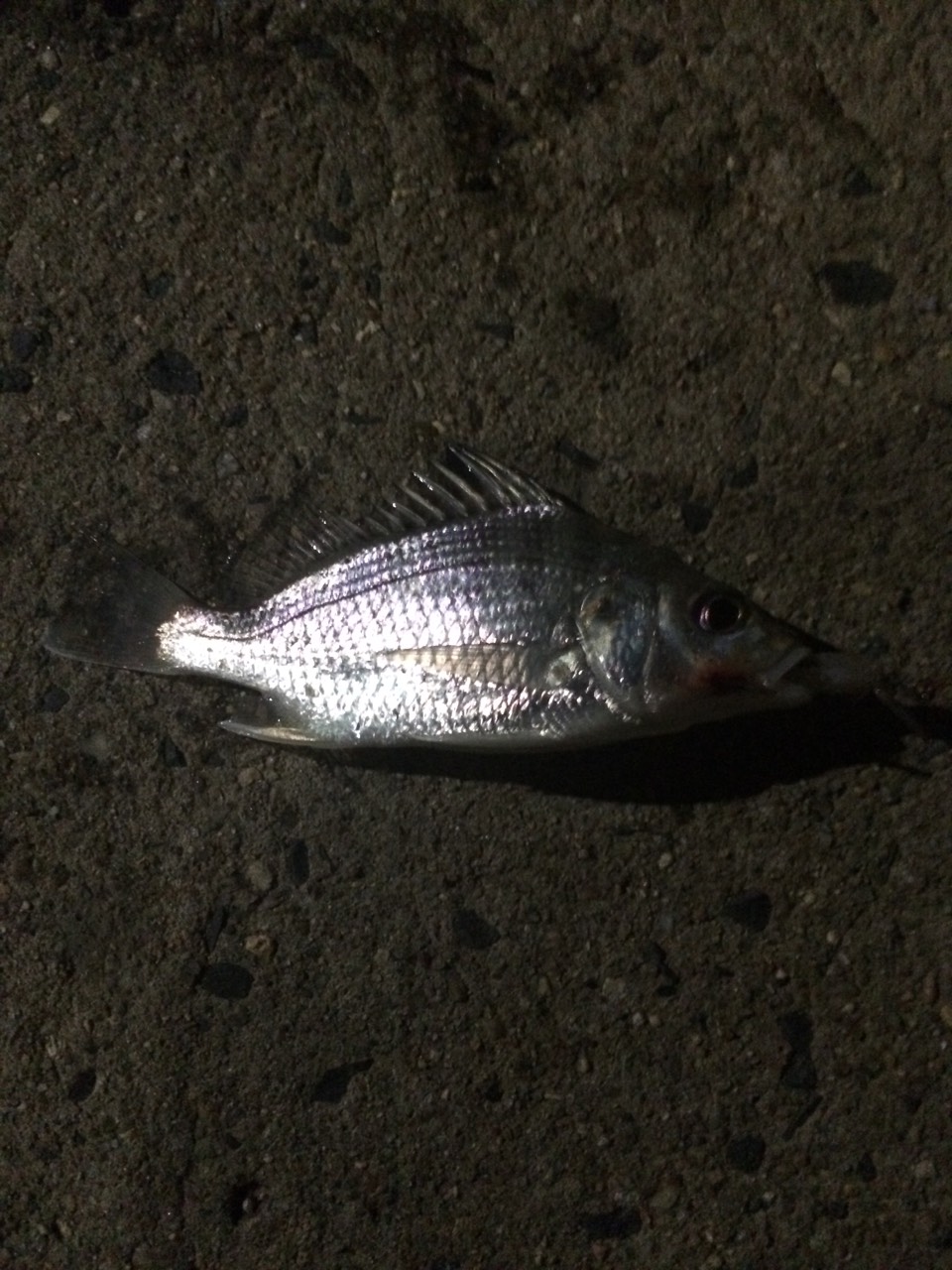 S__4964363.jpg