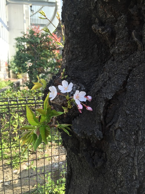 sakura2.2015.JPG