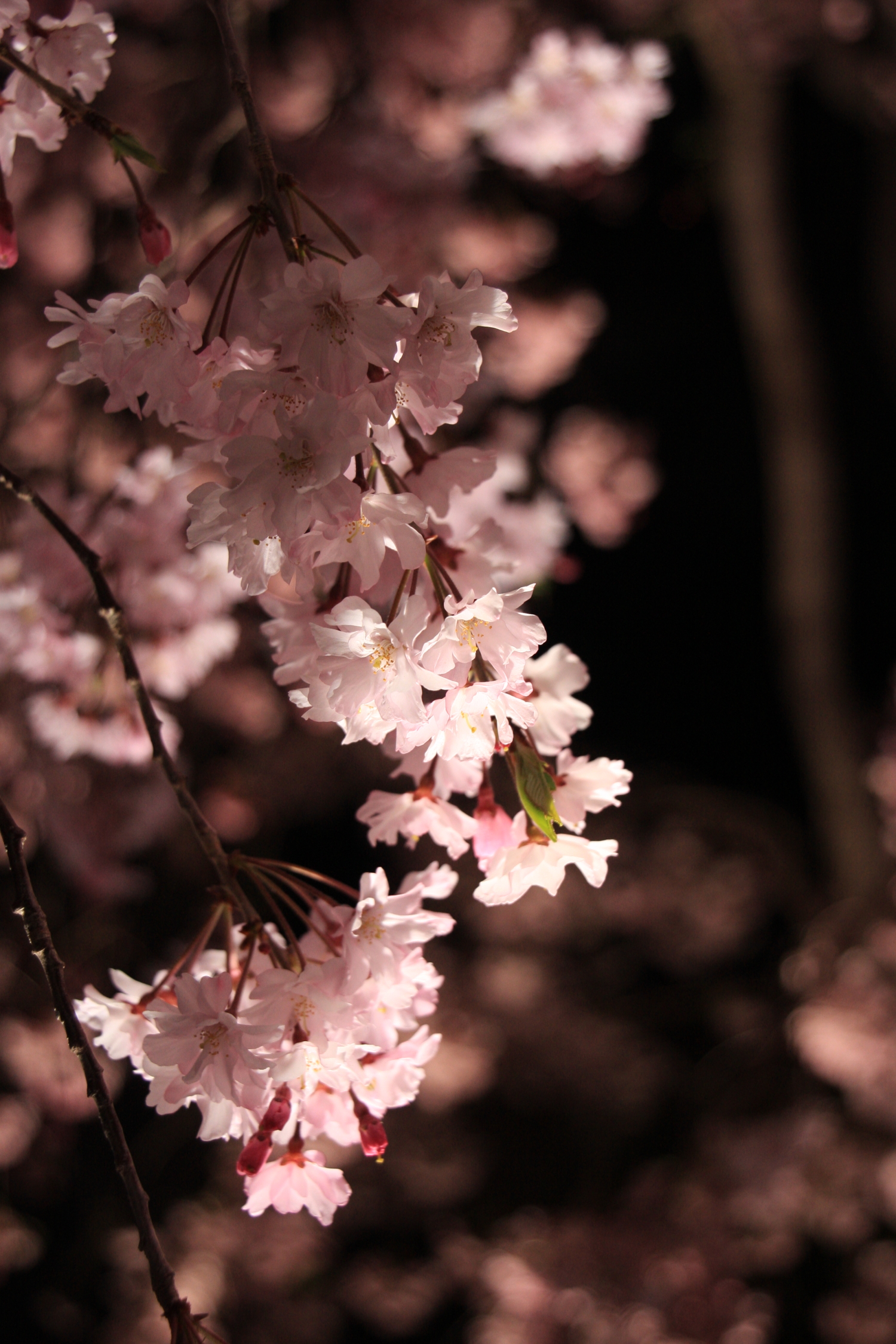 sakura (2).JPG