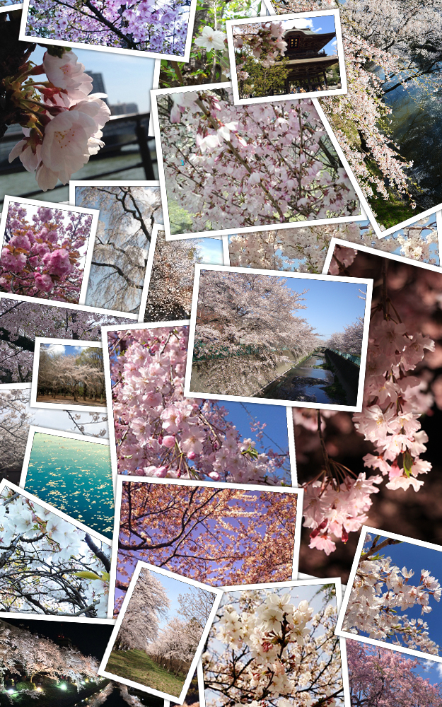 sakura_cmp.jpg