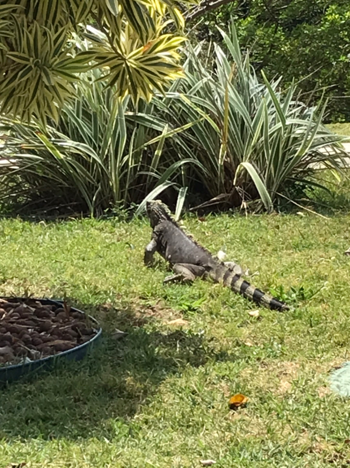 モーニングにイグアナ出現！