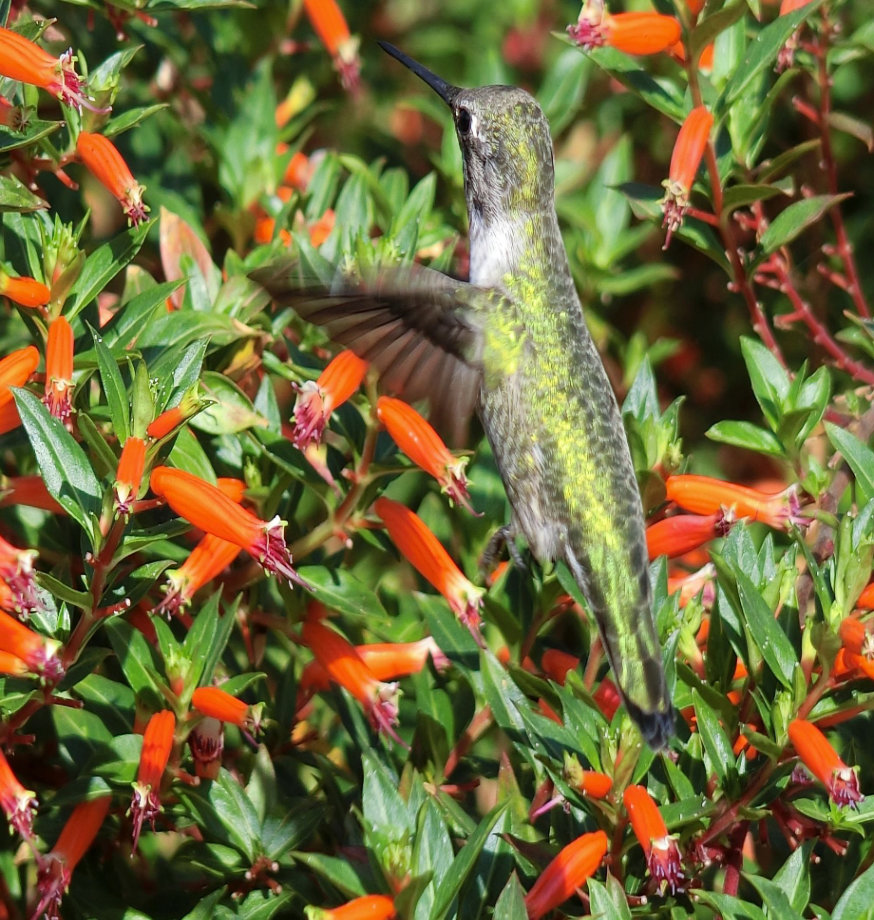 サンディエゴ動物園とハチドリ