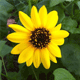 acount-131219021-blog.gif