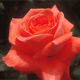 acount-140214020-blog.gif