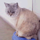 acount-141217116-blog.gif