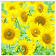 acount-150224061-blog.gif