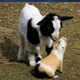 acount-150507076-blog.gif