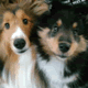 acount-170828060-blog.gif